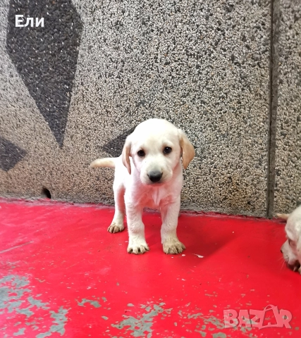 Лабрадор ретривър , снимка 5 - Лабрадор ретривър - 52679713