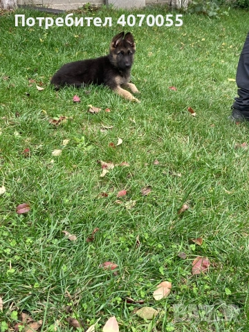 Немска Овчарка, снимка 1