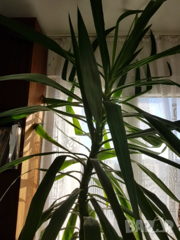 Цвете юка 2.60 метра, снимка 3 - Градински цветя и растения - 52424295