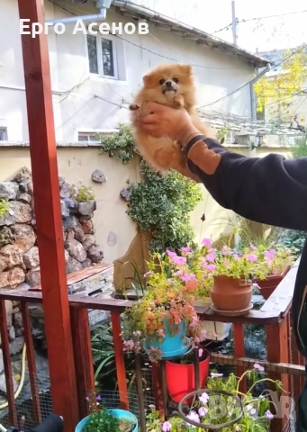 Мини померанче, снимка 4 - Померан - 52446646