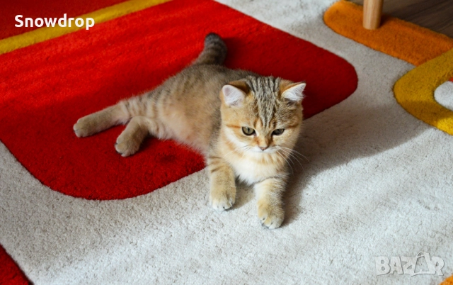 Златно тикирано таби, Британска късокосместа котка