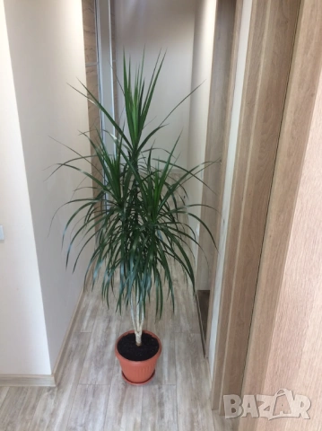 Красива палма Драцена Маргината, Хлорофитум, снимка 3 - Стайни растения - 51529901