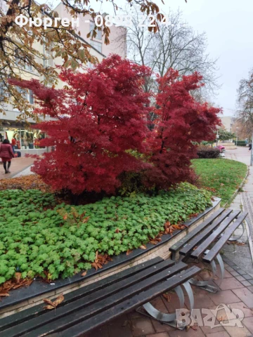 Японски клен - АЦЕР Налични 5 вида Студоустойчиви, снимка 5 - Разсади - 50406492