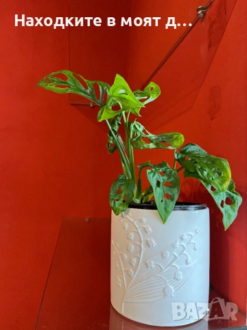 Монстера в керамична кашпа
