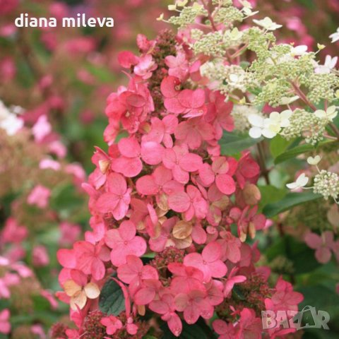 Хортензия Розова Кралица за супер слънце, Hydrangea paniculata `Pink Queen`, снимка 3 - Градински цветя и растения - 41281538