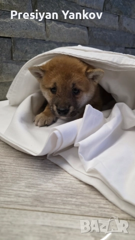 shiba Inu/шиба ину