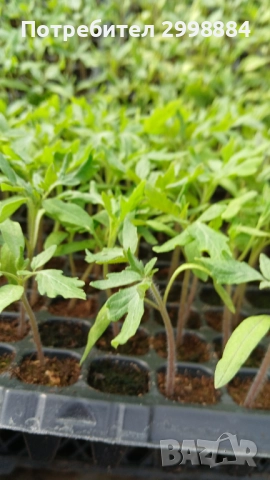 Разсад, снимка 16 - Разсади - 52471727
