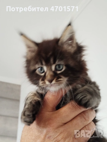 Котенца Мейн Куун, снимка 4 - Мейн кун - 53010652