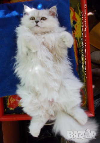 Котки Чинчила * Chinchilla Cats, безплатно посещение!, снимка 9 - Чинчили - 36915177