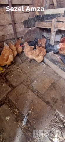 Продавам кокошки , снимка 2 - Кокошки и пуйки - 53583834