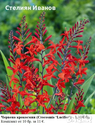 КРОКОСМИЯ (Crocosmia) - РАЗЛИЧНИ СОРТОВЕ (ЛУКОВИЦИ), снимка 5 - Сортови семена и луковици - 53654328