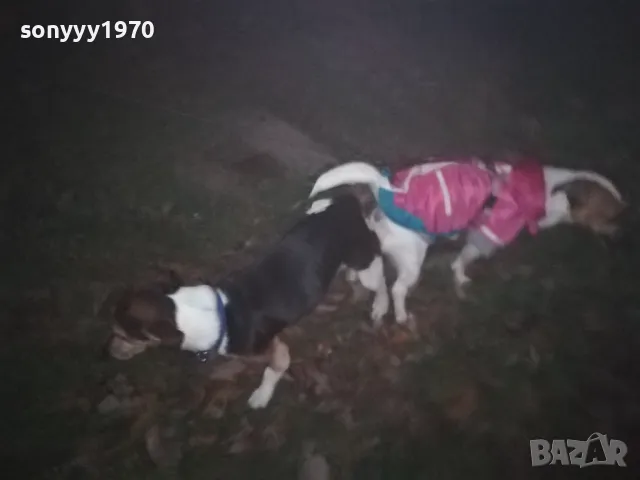 ДЖАК СИ ТЪРСИ ДАМА 0901251815, снимка 6 - Джак ръсел териер - 48619411