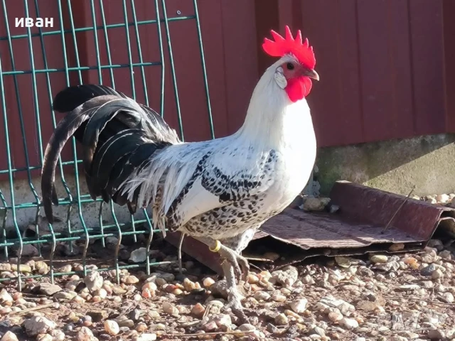 Свободни яйца от Сребърно Брезе Бантам -единствени в България вкарани в България лично от мен 