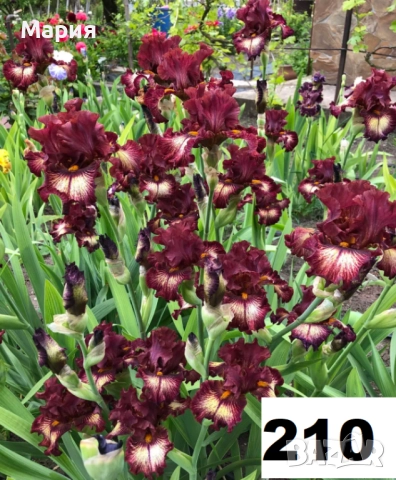 Сортови вискоки ириси /брадати ириси, снимка 17 - Градински цветя и растения - 51459181