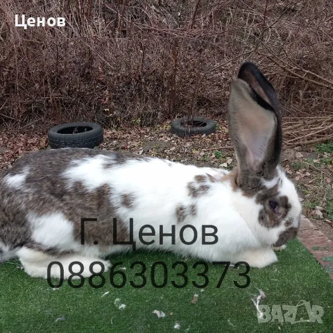 Продавам зайци великани, снимка 2 - Други - 49729000