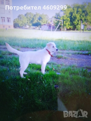 Красавец си търси женска за поколение!, снимка 2 - Лабрадор ретривър - 51891941