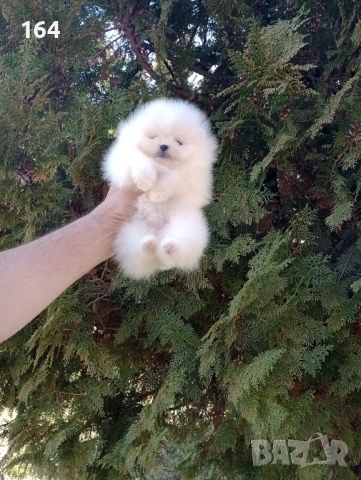 Померани. Момче и момиче. Снимки от 09.03.26 г. , снимка 5 - Померан - 53768049