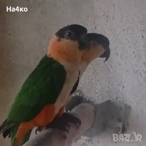 Двойка. . Кайки 