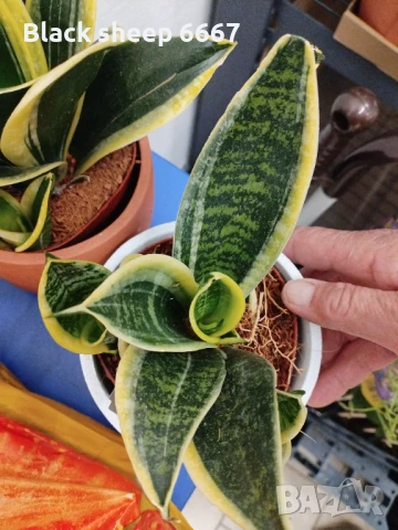 Налични жълти сансевиери, moonshine, cilindrica, Black moon, алое, красула, снимка 12 - Стайни растения - 35198298