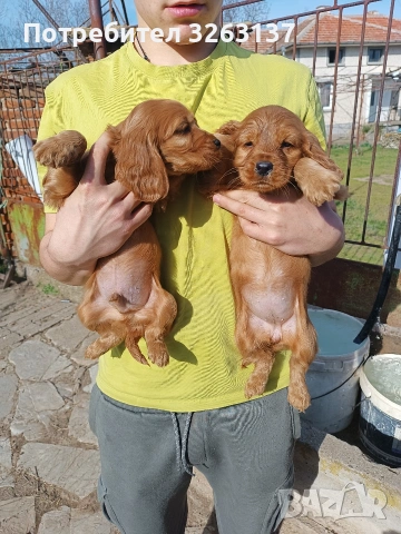 Кокер шпаньоли