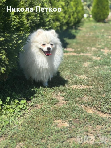 Померан , снимка 1