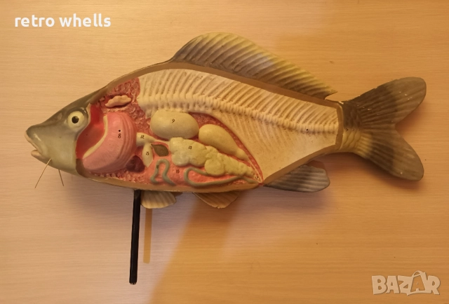 Риба Шаран 3D модел със разрез от Соца, Супер Уникат !!!, снимка 5 - Други ценни предмети - 51804464