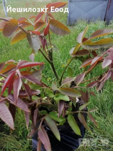 Орехови фиданки. Orehovi fidanki, снимка 7 - Разсади - 51818767