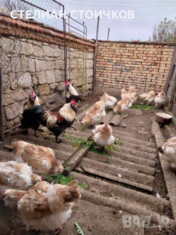 Яйца за люпене от фаверол 