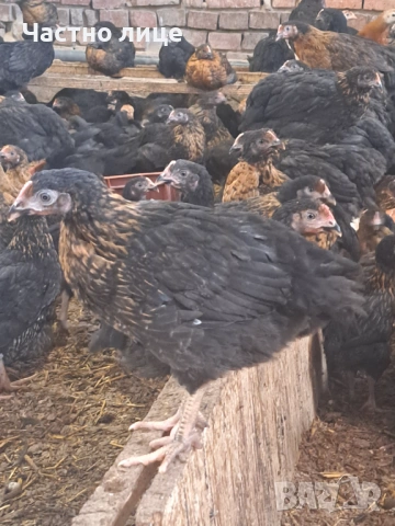 Пилета супер харко