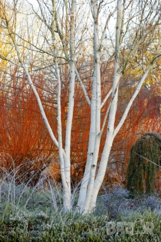 Бяла бреза в саксия 