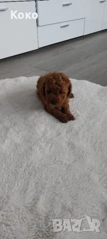 пудел/пудели , снимка 7 - Пудели - 49120043