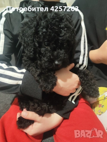 Чистокръвен ТОЙ пудел, снимка 4 - Пудели - 53871802