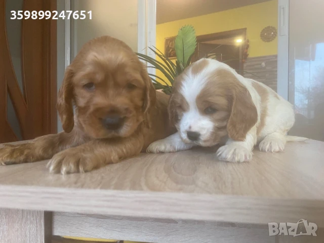 Кокер шпаньоли, снимка 1