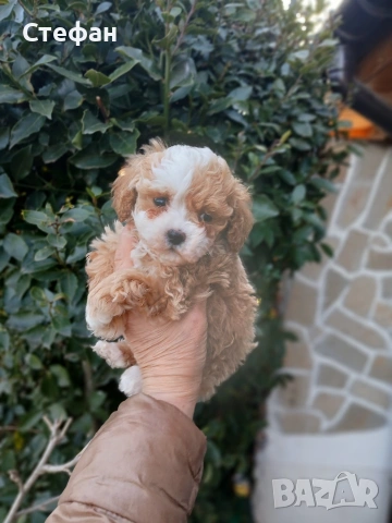 Малтипу момиче и момче, снимка 2 - Пудели - 53683639