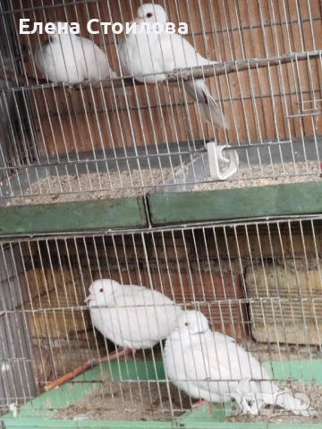 Гугутки и гълъби , снимка 5 - Гълъби - 53829038