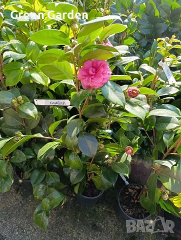 Камелия 140 см., снимка 3 - Градински цветя и растения - 53412571