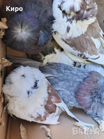 Бухари Гълъби , снимка 2 - Гълъби - 53470323