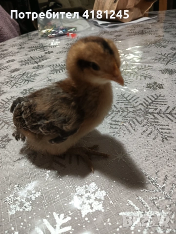 Пилета от породата Легбар, снимка 2 - Кокошки и пуйки - 53817746