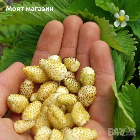 Жълта горска Ягода