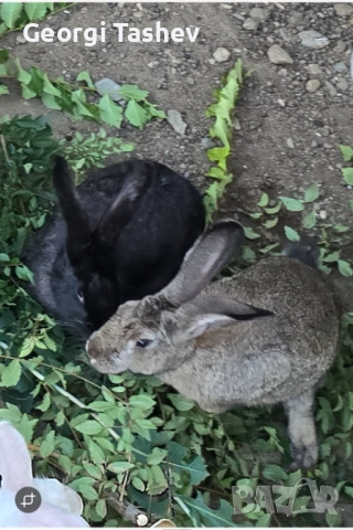 Продавам зайци 