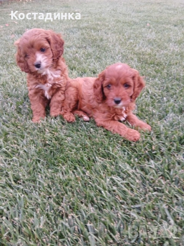 Продавам малки кученца кавапу, снимка 1