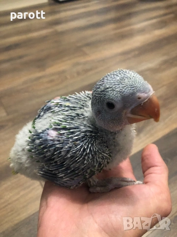 Ръчно хранени Големи Александри, снимка 2 - Папагали - 53610766