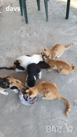 Малки котета – различни шарки, снимка 9 - Други - 51941131