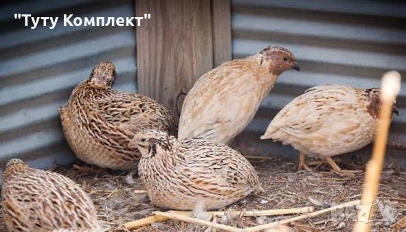 Продавам пъдпъдъци 16 броя 