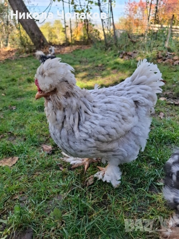 Струмски стандарт пилета , снимка 3 - Кокошки и пуйки - 52364804