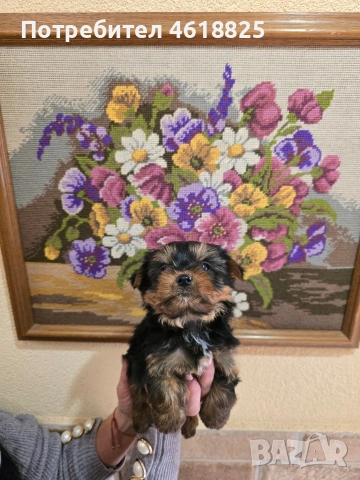 Йоркширски териери 