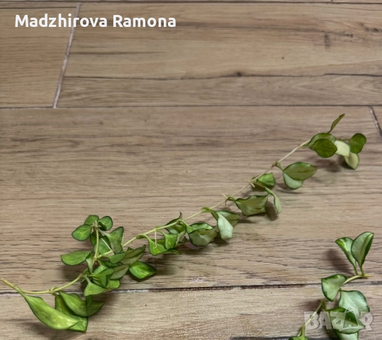 Hoya heuschkeliana variegata, снимка 2 - Стайни растения - 52595558