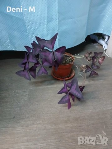 Червена детелина, снимка 1