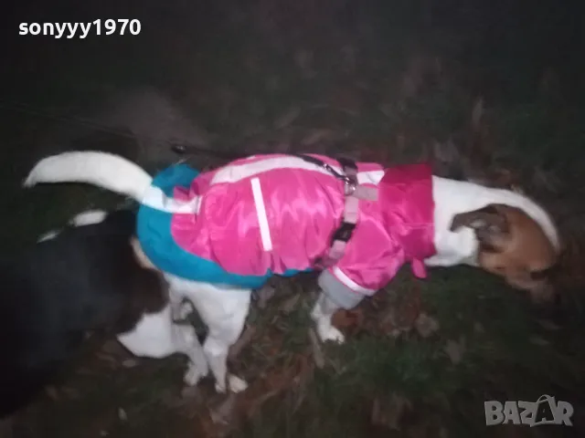 ДЖАК СИ ТЪРСИ ДАМА 0901251815, снимка 5 - Джак ръсел териер - 48619411