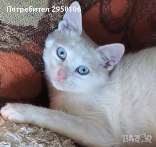 коте, бяло, сини очи, 5 мес.